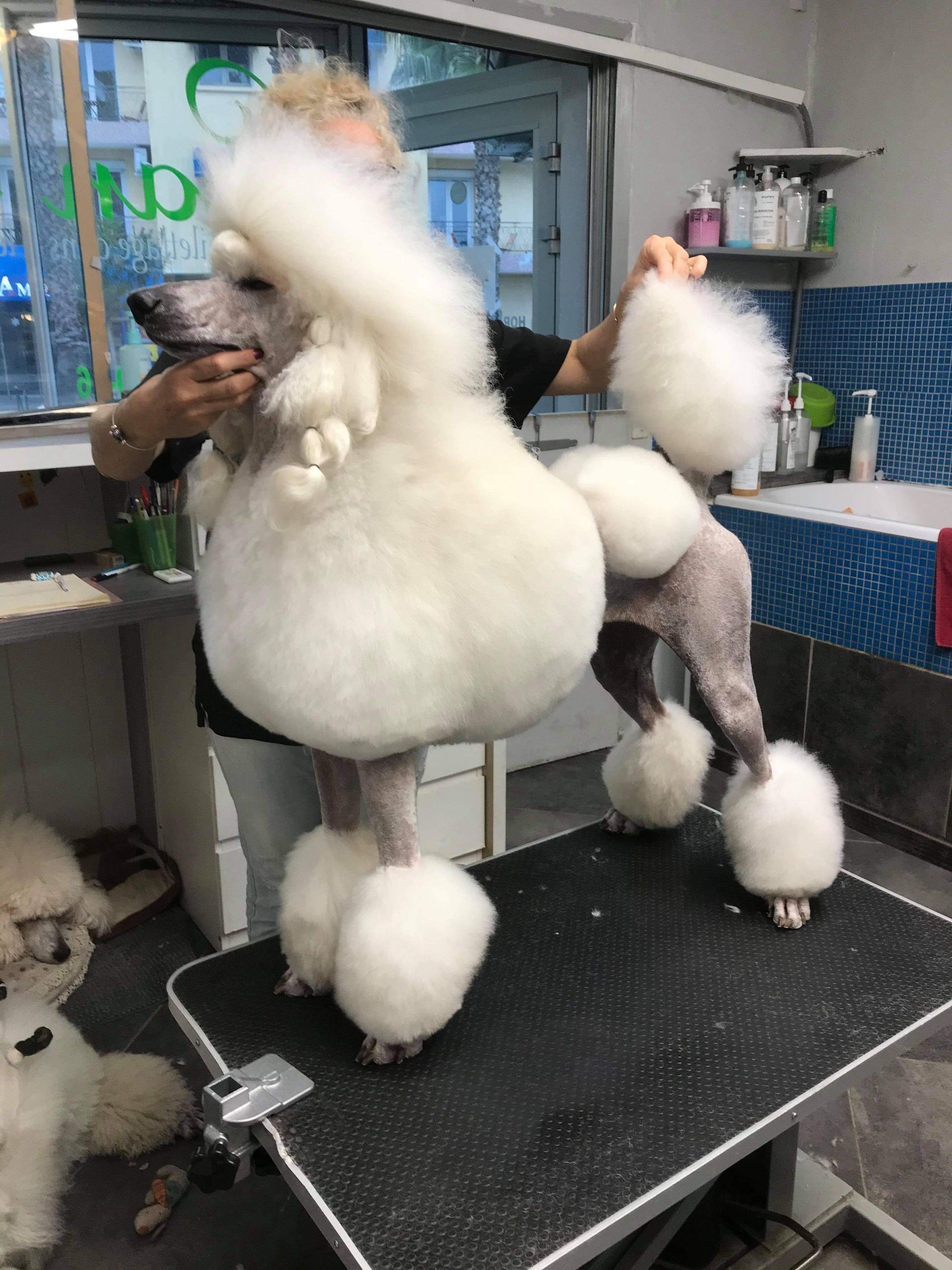 Un caniche à la coupe d'exposition est toiletté dans un salon de coiffure ; pelage blanc, table noire, fond carrelé bleu.
