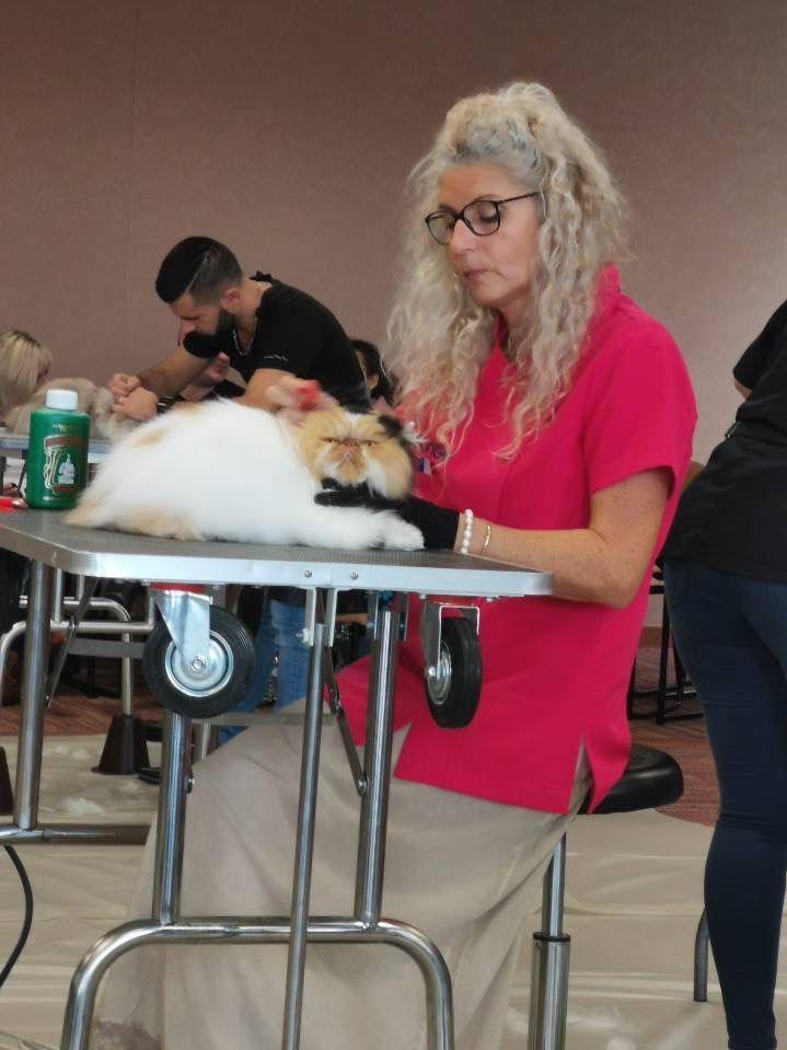 Une femme en chemise rose toilette un chat duveteux sur une table à roulettes.