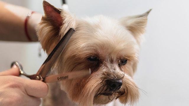 Un Yorkshire Terrier se fait tailler la tête aux ciseaux et au peigne.