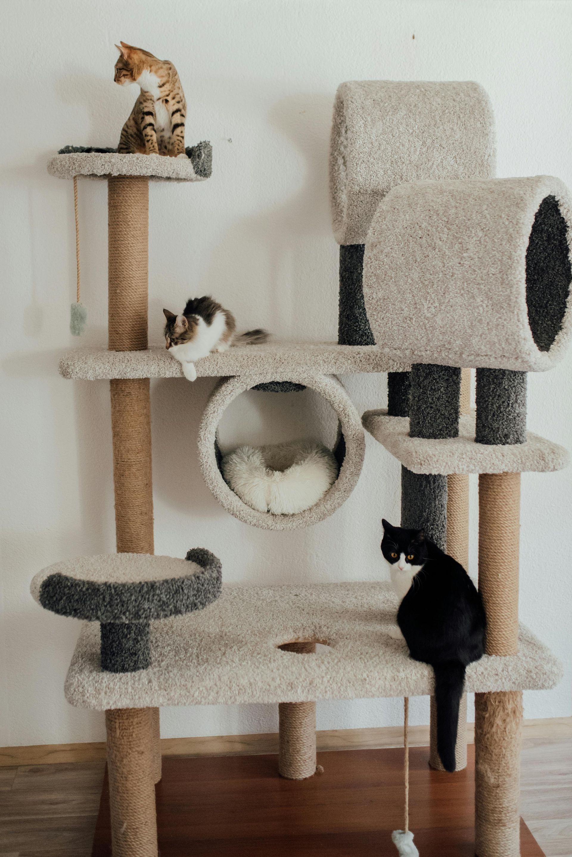Des chats sur un arbre à chat à plusieurs niveaux, beige et marron, avec des poteaux en sisal et un tunnel.
