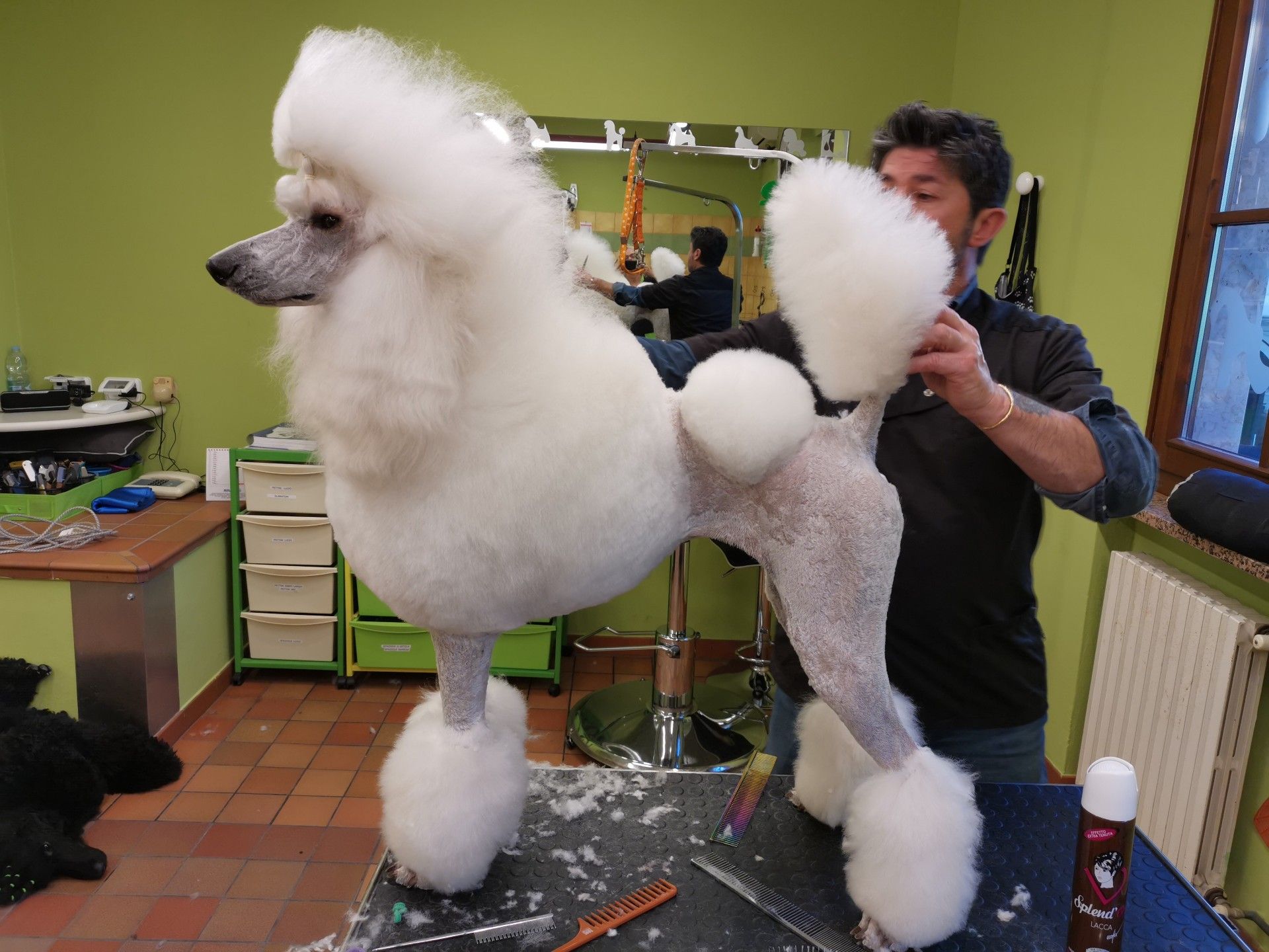 Un caniche blanc se fait toiletter à l'intérieur.