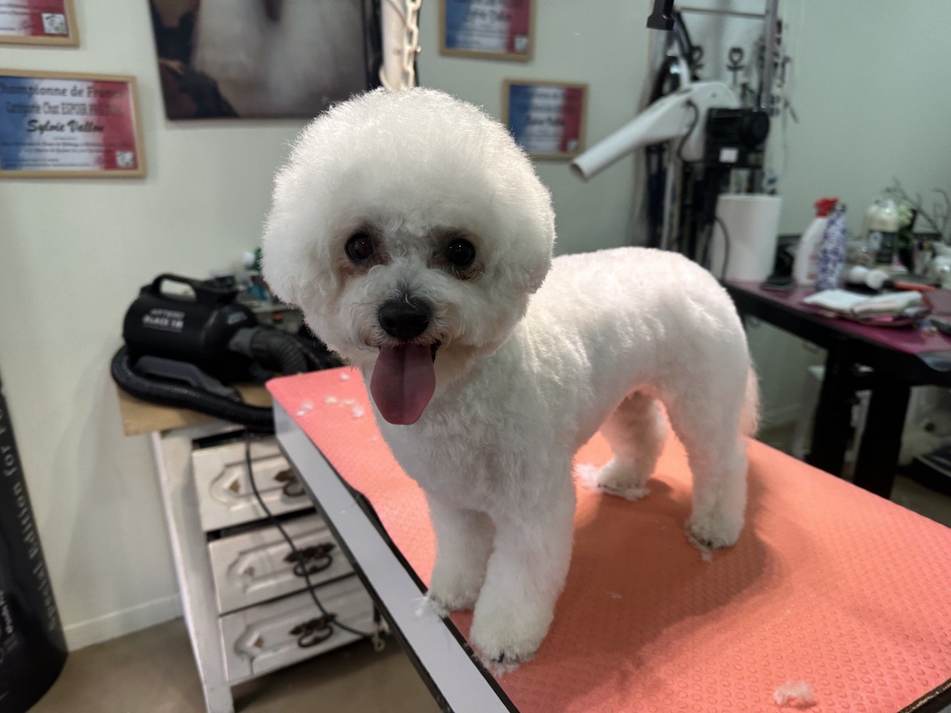 Un bichon frisé blanc à la coupe duveteuse se tient debout sur une table de toilettage, la langue sortie.
