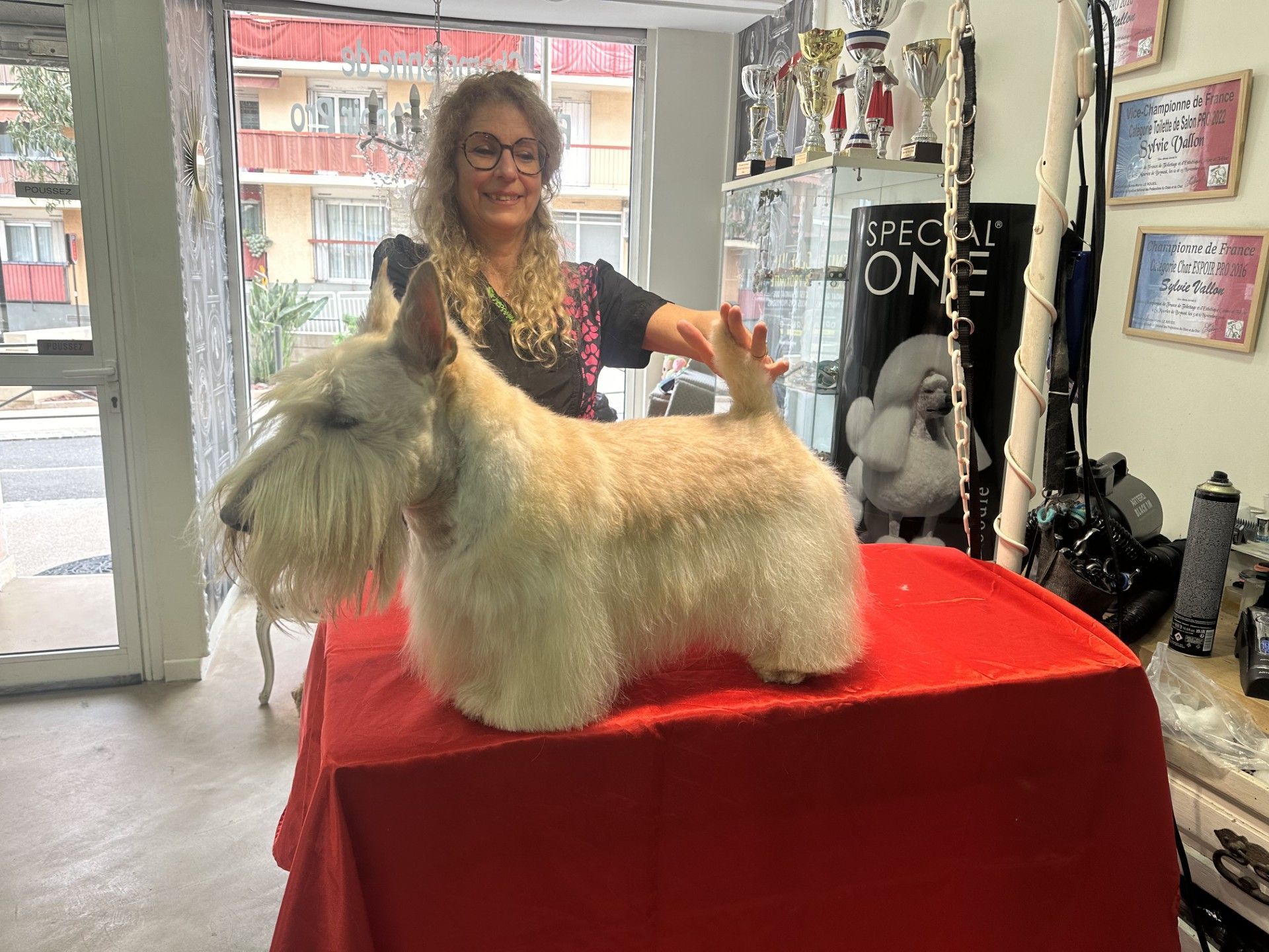 Une femme toilette un Scottish Terrier blanc sur une table rouge dans un salon de toilettage.