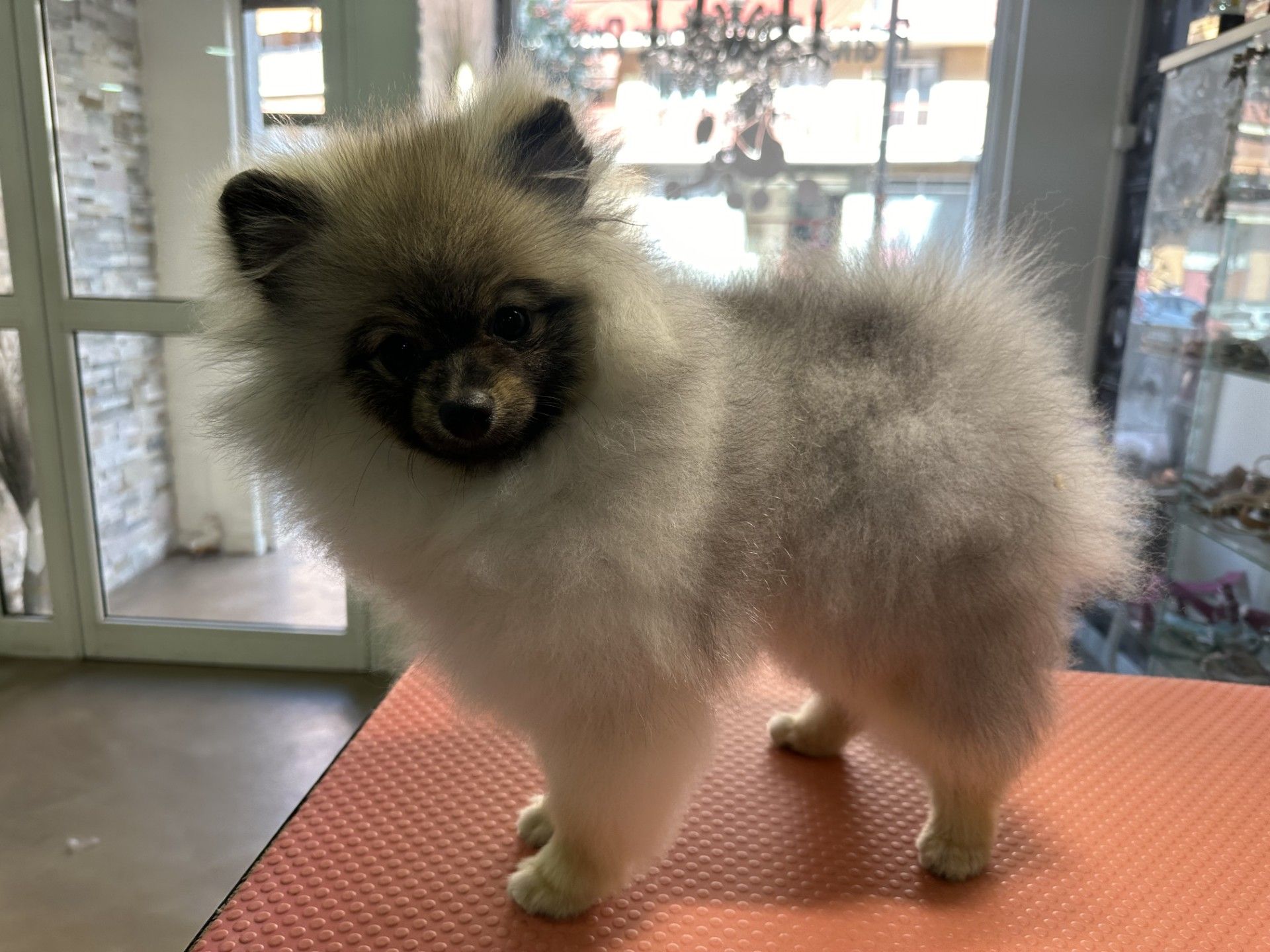 Un chien de race Poméranien, au pelage crème et gris, se tient debout sur une table de toilettage et regarde l'objectif.