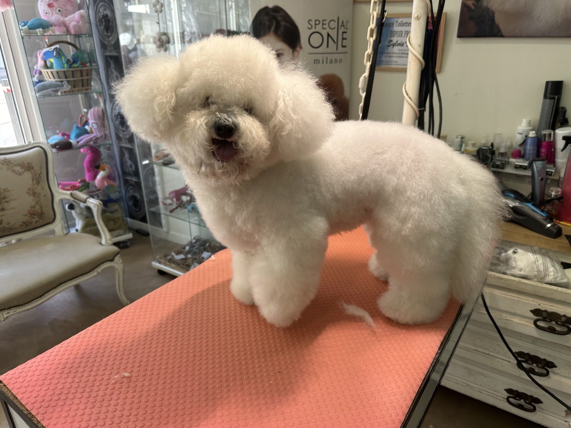Un bichon frisé blanc, les poils coupés, debout sur une table de toilettage rose.