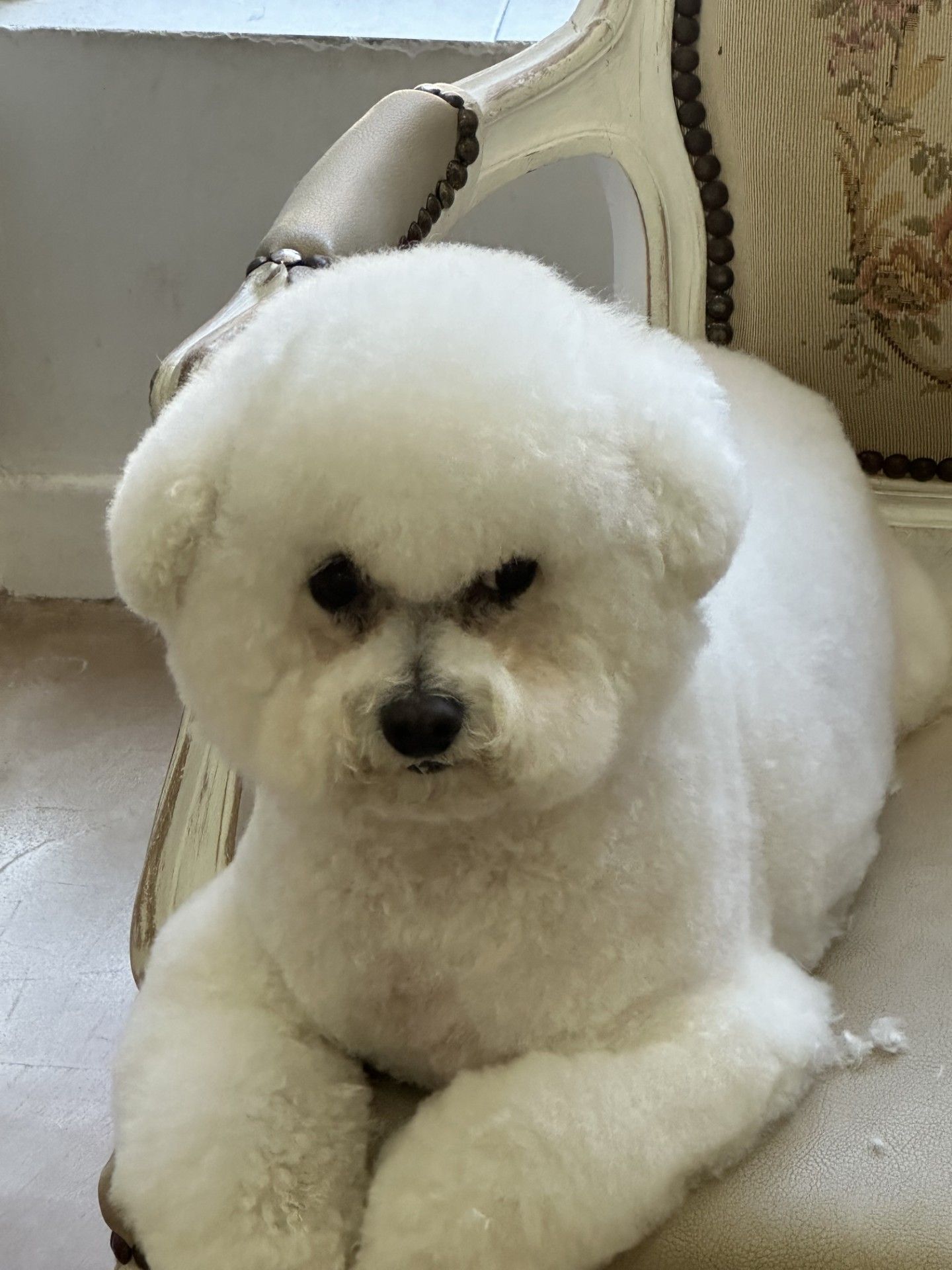 Un chien blanc et duveteux à l'air sévère est assis sur une chaise à motifs.
