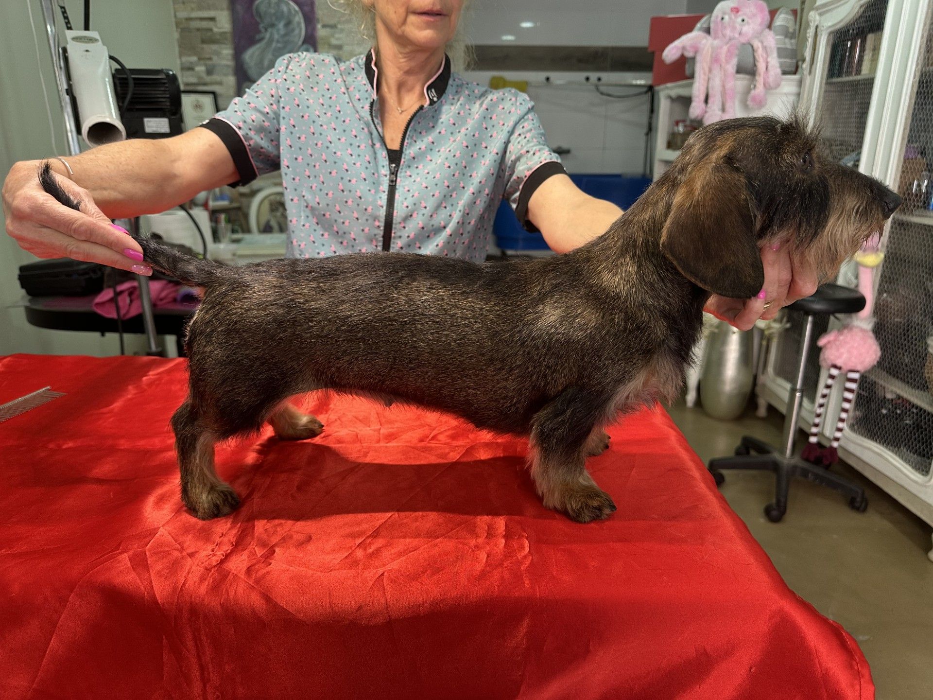 Un teckel à poil dur se tient debout sur une table rouge, examiné par une personne portant une chemise bleue.
