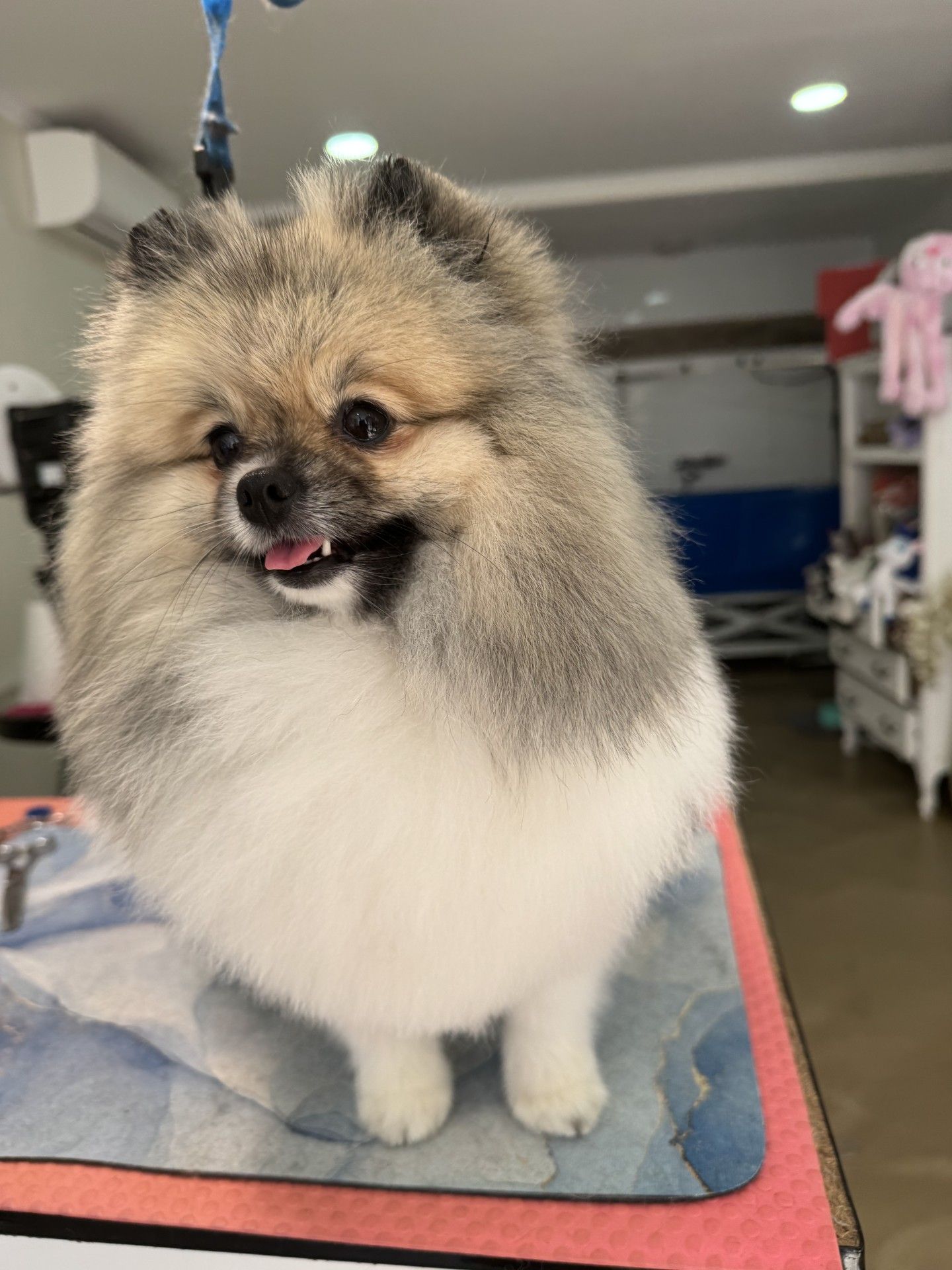 Un petit chien de race Poméranien au pelage duveteux, beige et blanc, sur une table de toilettage.