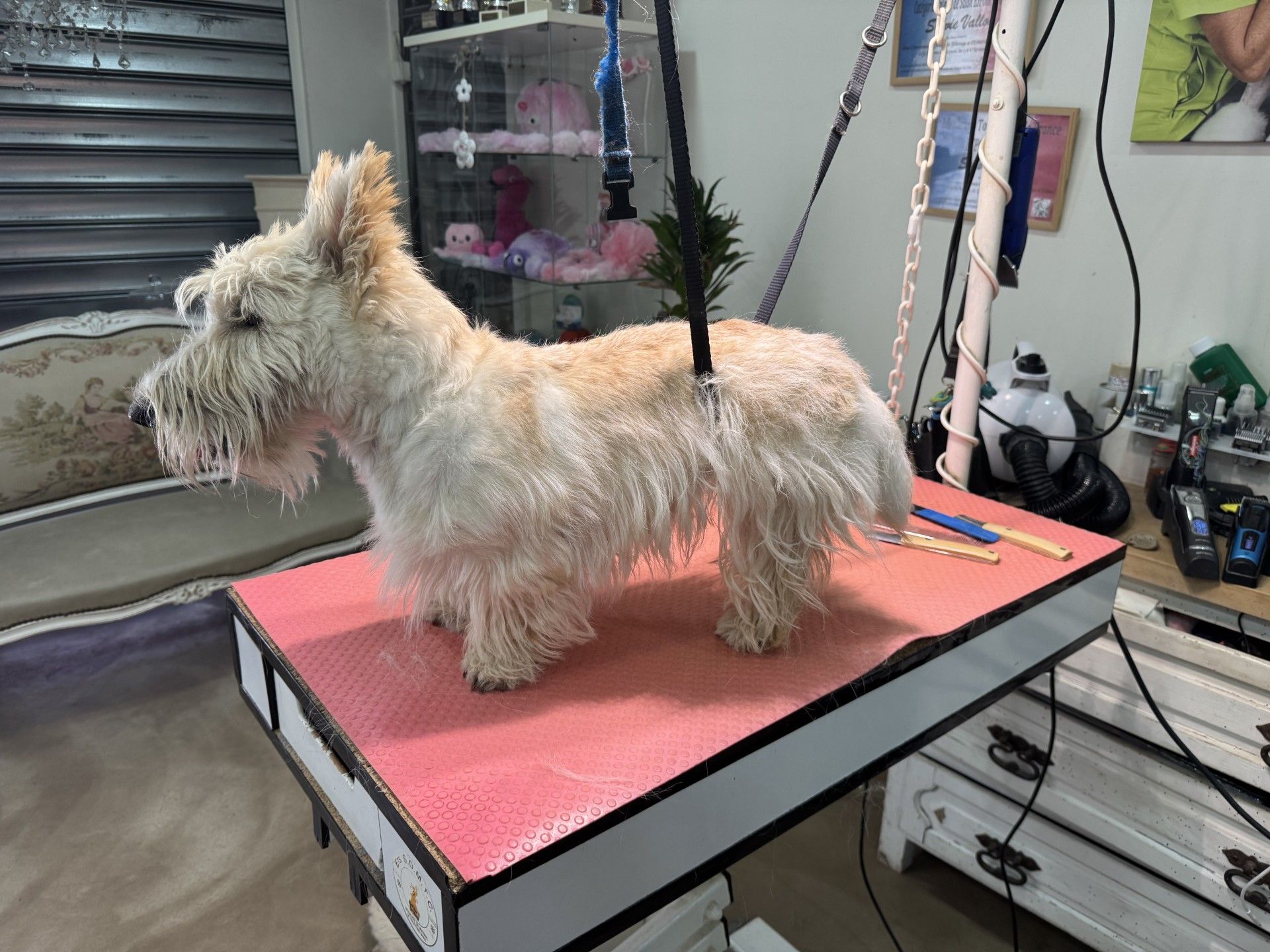 Un chien debout sur une table de toilettage. Son pelage est hirsute et il semble être en train de se faire toiletter.