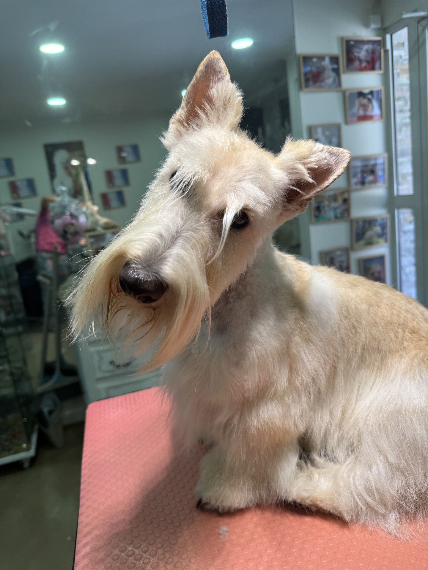 Un Scottish Terrier couleur crème, aux oreilles dressées, au long museau et à la barbe hirsute