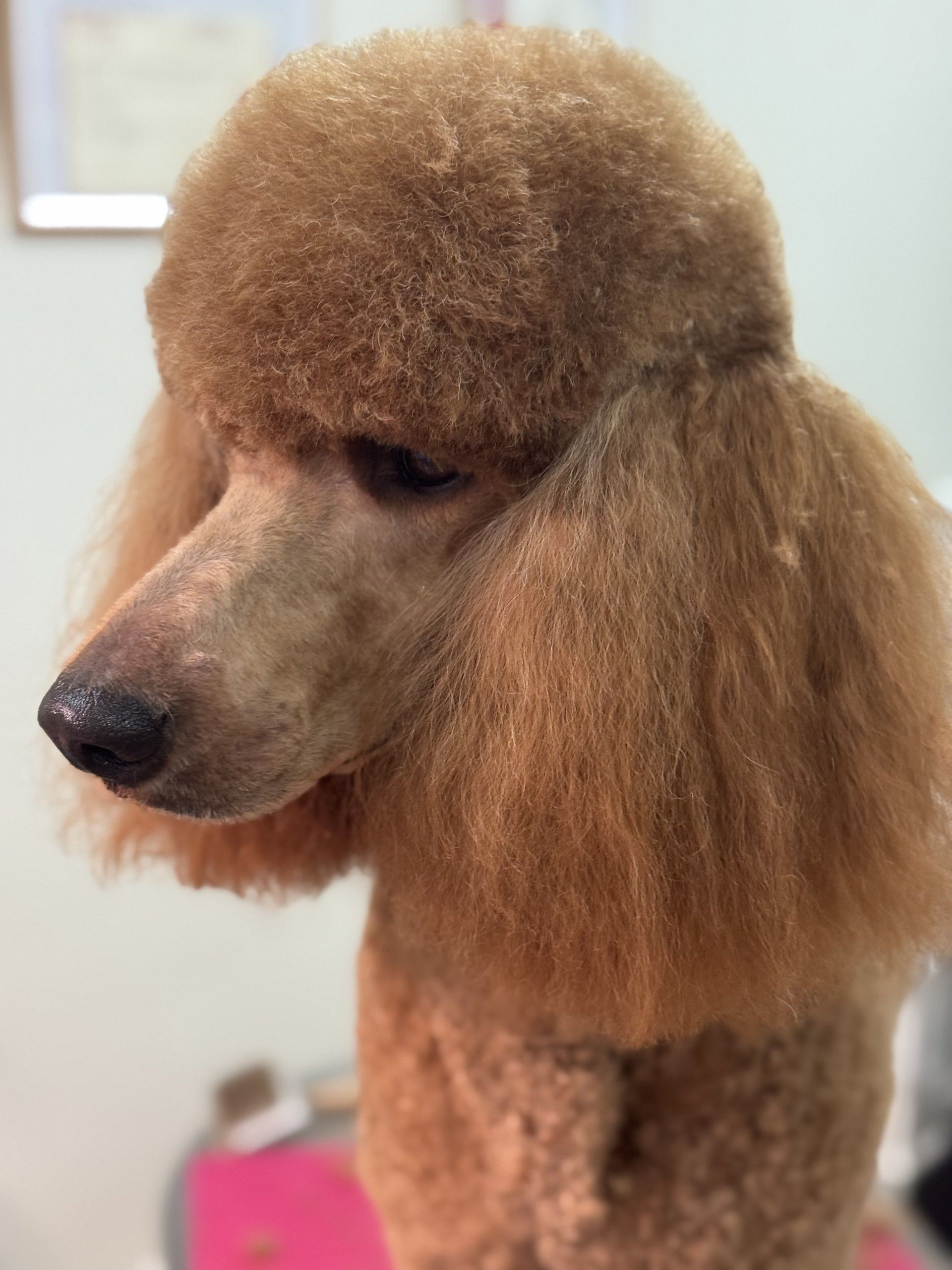 Un caniche roux, gros plan sur son visage soigneusement toiletté dans un salon de toilettage.