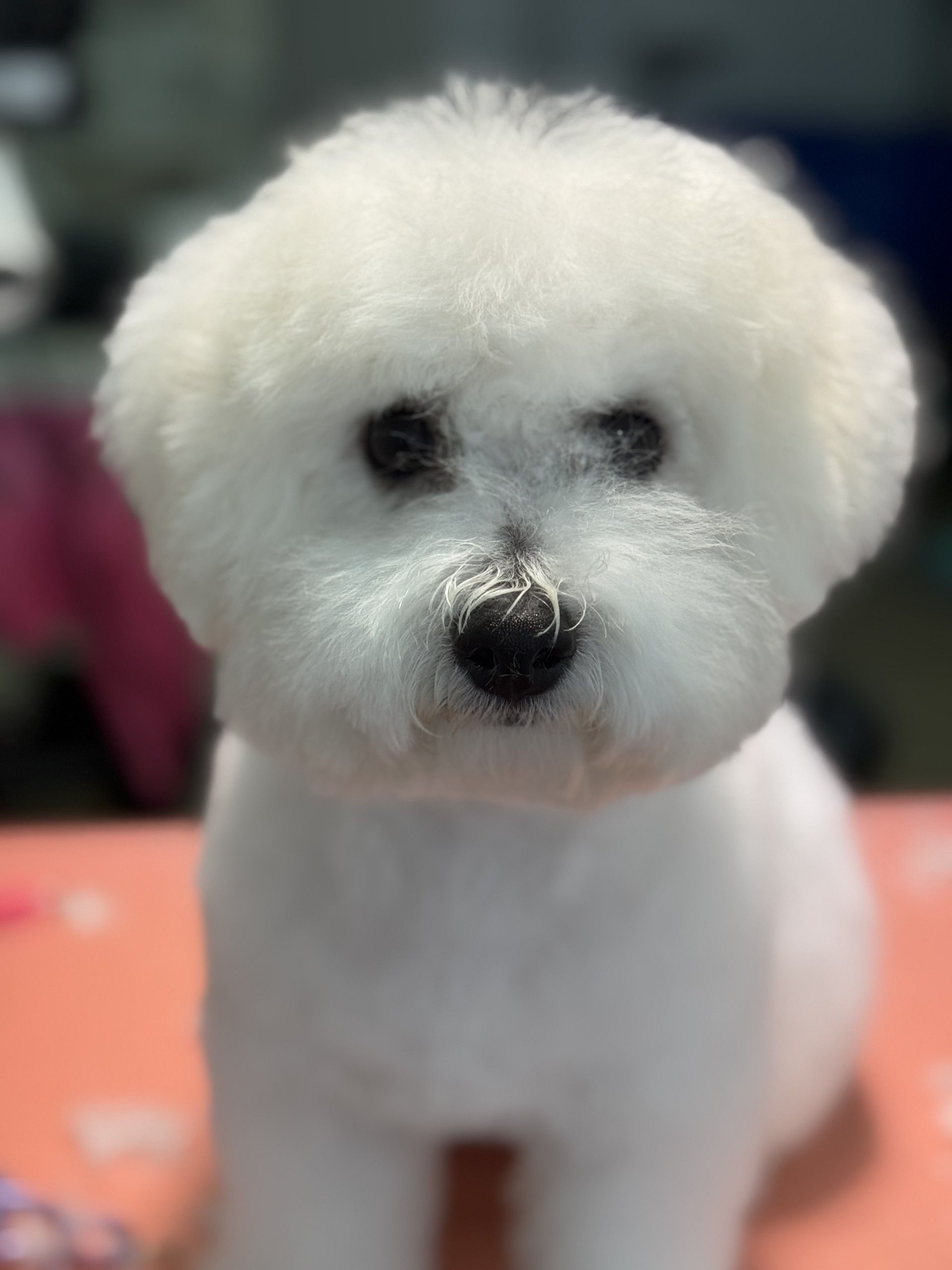Bichon frisé blanc au visage et au pelage soignés. Le chien regarde droit dans l'objectif.