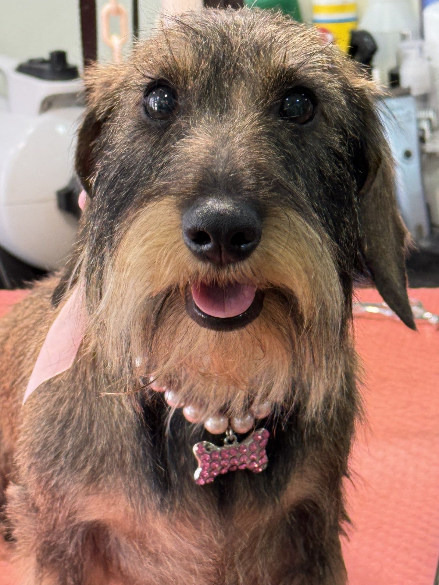 Teckel à poil dur souriant portant un collier de perles et un pendentif rose en forme d'os.