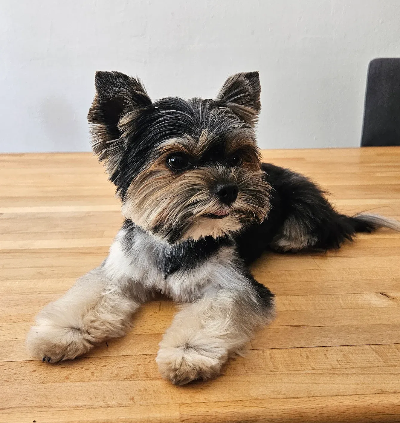 Un Yorkshire Terrier se repose sur une table en bois, regardant vers la droite.