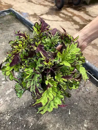 Una persona sostiene una planta en maceta con hojas verdes y moradas.
