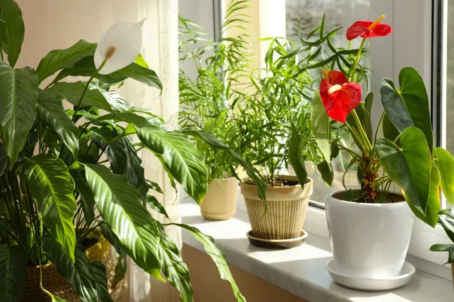 Un alféizar de ventana lleno de plantas en macetas y flores.