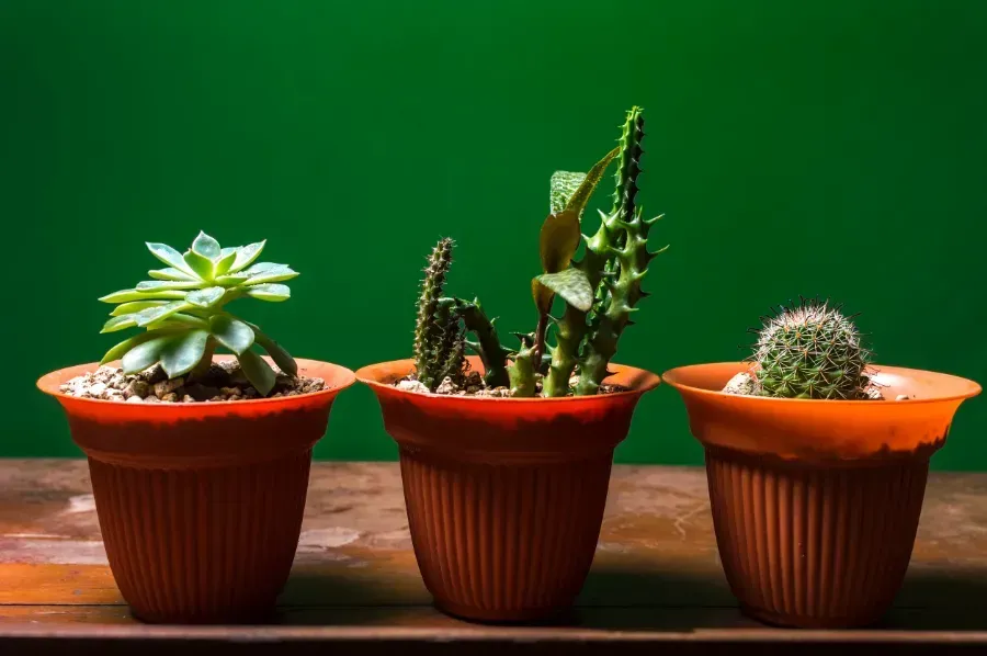 Tres plantas de cactus en macetas están sentadas sobre una mesa de madera.