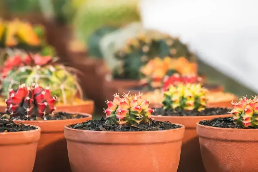 Un grupo de plantas de cactus en macetas colocadas encima de una mesa.