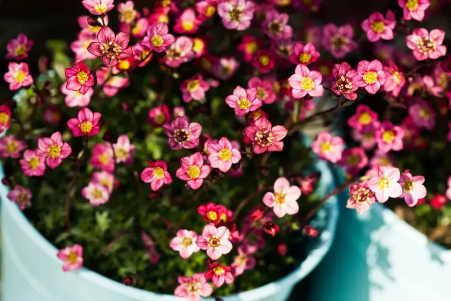 Un primer plano de una planta en maceta con flores rosas y amarillas.