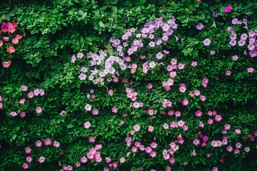 Un campo de flores rosas y blancas rodeado de hojas verdes.