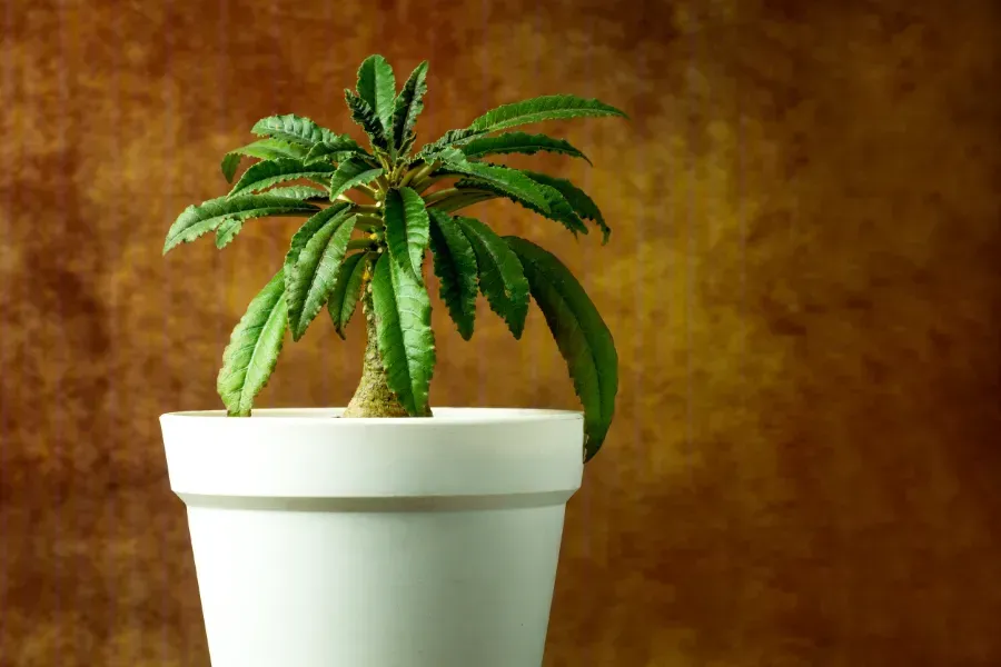 Una pequeña planta en una maceta blanca con fondo marrón.