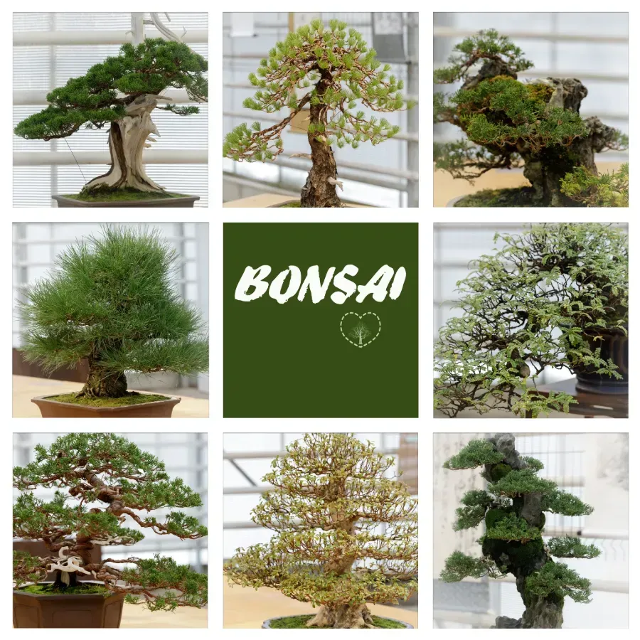 Un collage de árboles bonsái sobre un fondo verde.