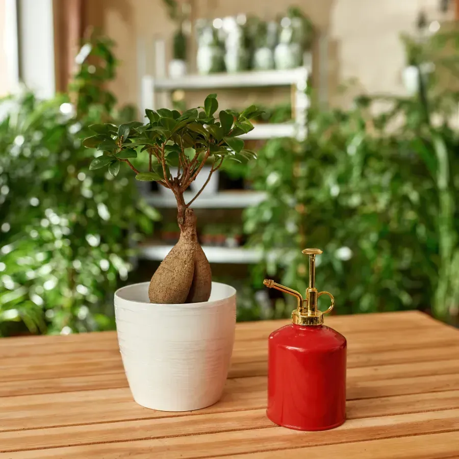 Una planta en maceta y una botella rociadora roja están sobre una mesa de madera.