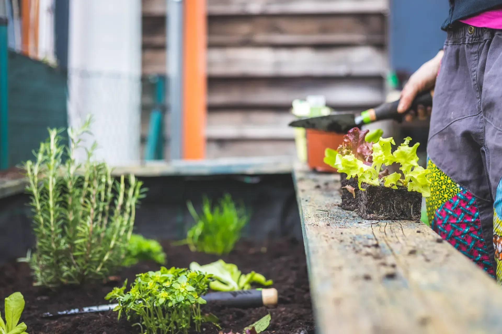 Una persona está plantando verduras en un jardín.