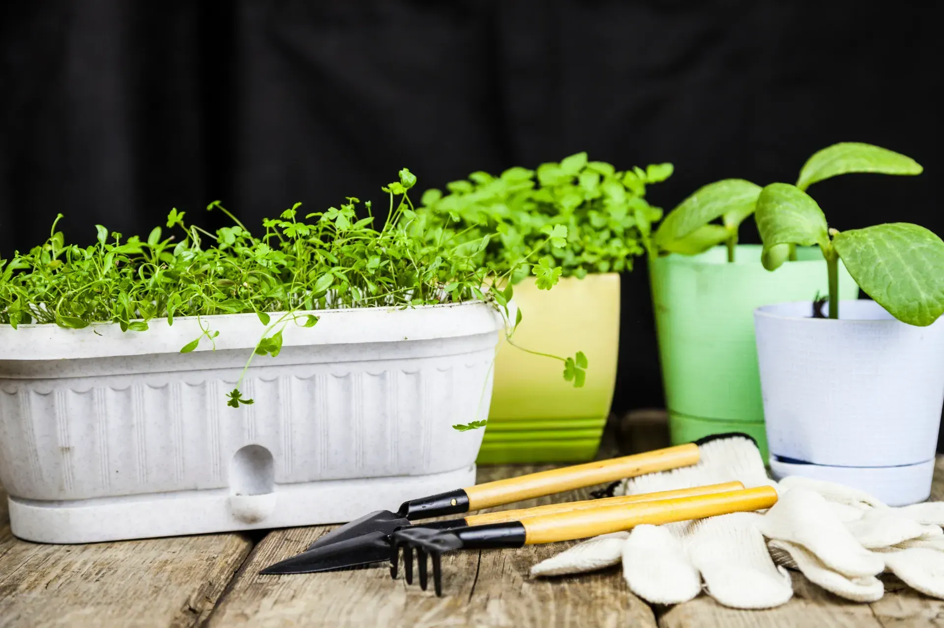 Una mesa de madera cubierta con plantas en macetas y herramientas de jardinería.