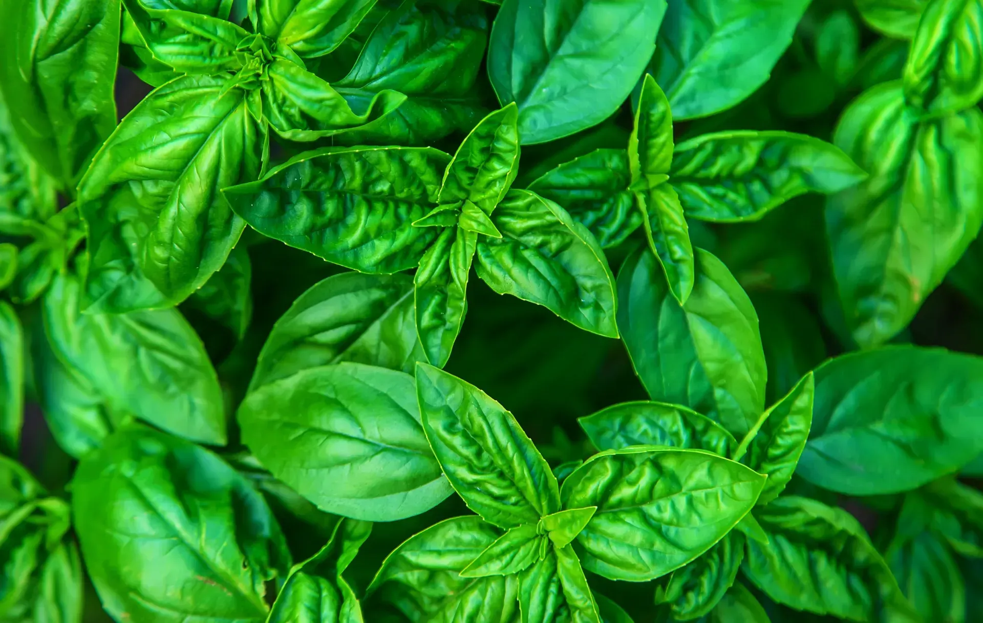 Un primer plano de un manojo de hojas de albahaca verde en una planta.