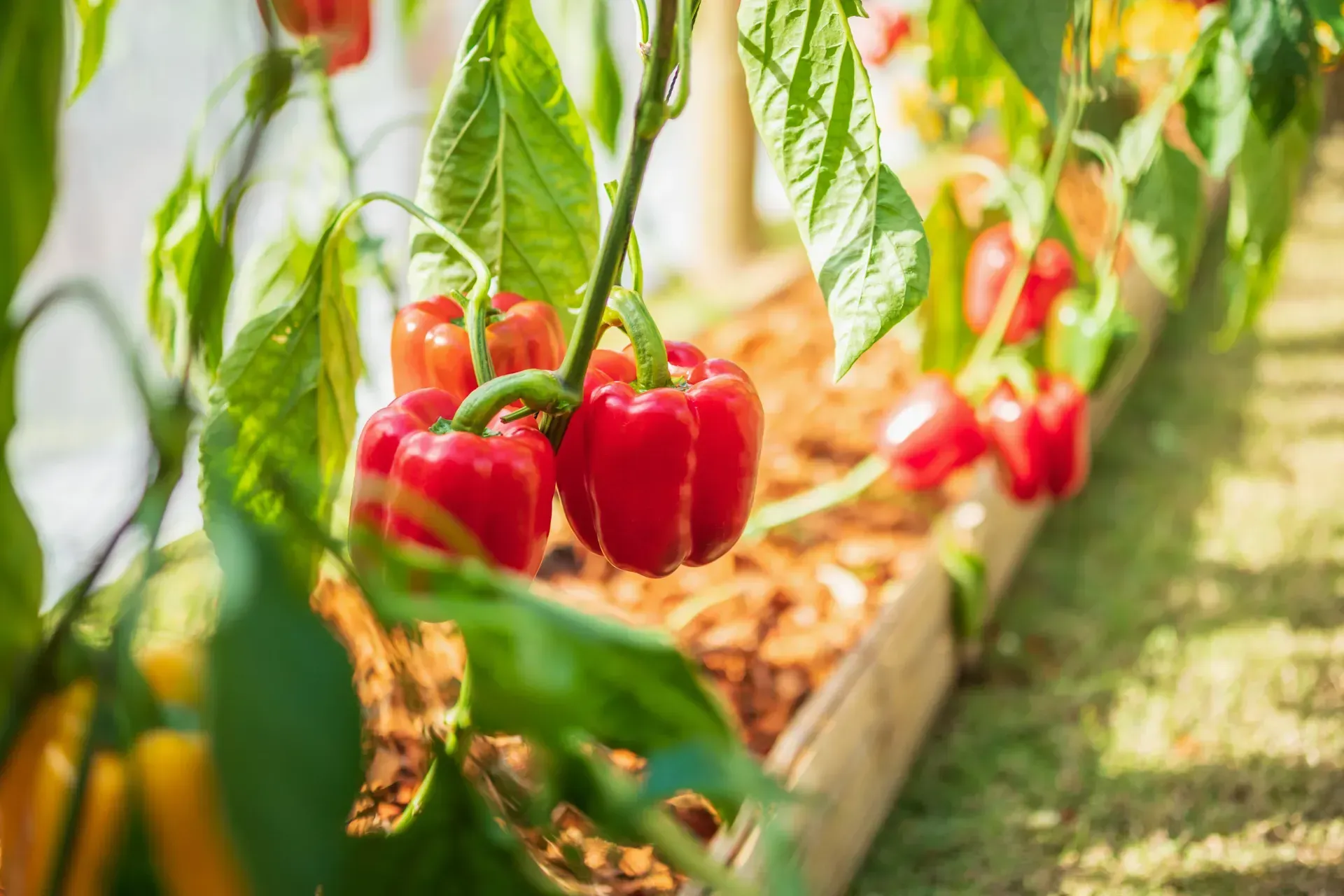 Un manojo de pimientos rojos creciendo en una planta en un invernadero.