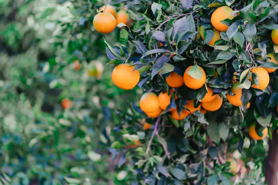 Un montón de naranjas colgando de un árbol.