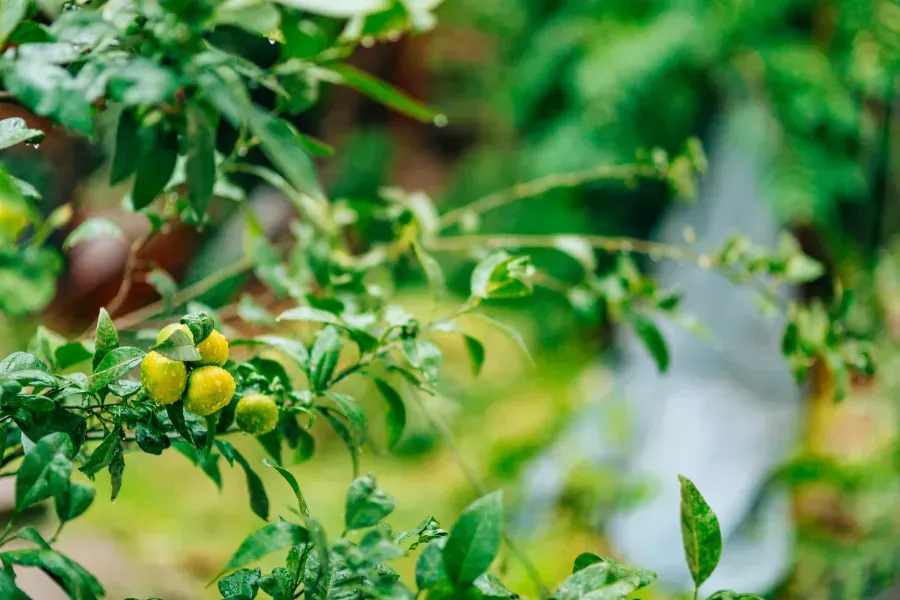 Un primer plano de un limonero con limones amarillos creciendo en él.