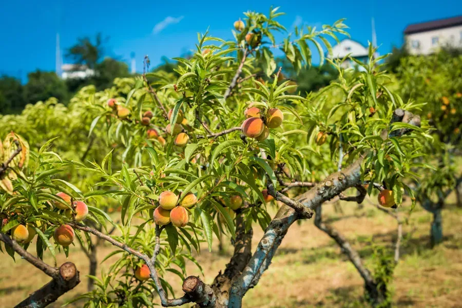 Un montón de duraznos están creciendo en un árbol en un campo.