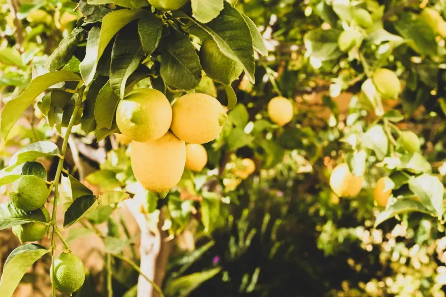 Un montón de limones cuelgan de un árbol.