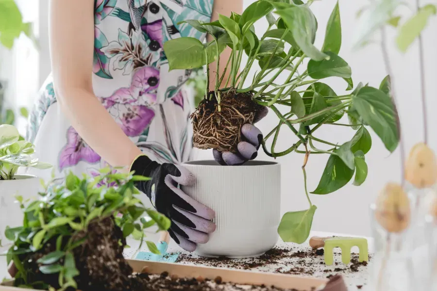 Una mujer sostiene una planta en maceta en sus manos.