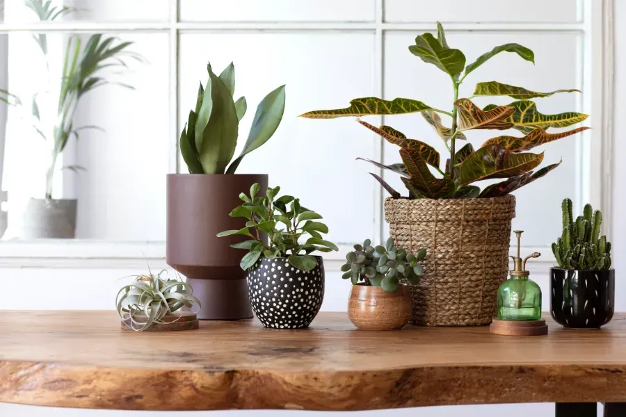 Un grupo de plantas en macetas colocadas encima de una mesa de madera.