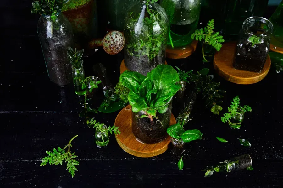 Hay muchos tipos diferentes de plantas en los frascos sobre la mesa.