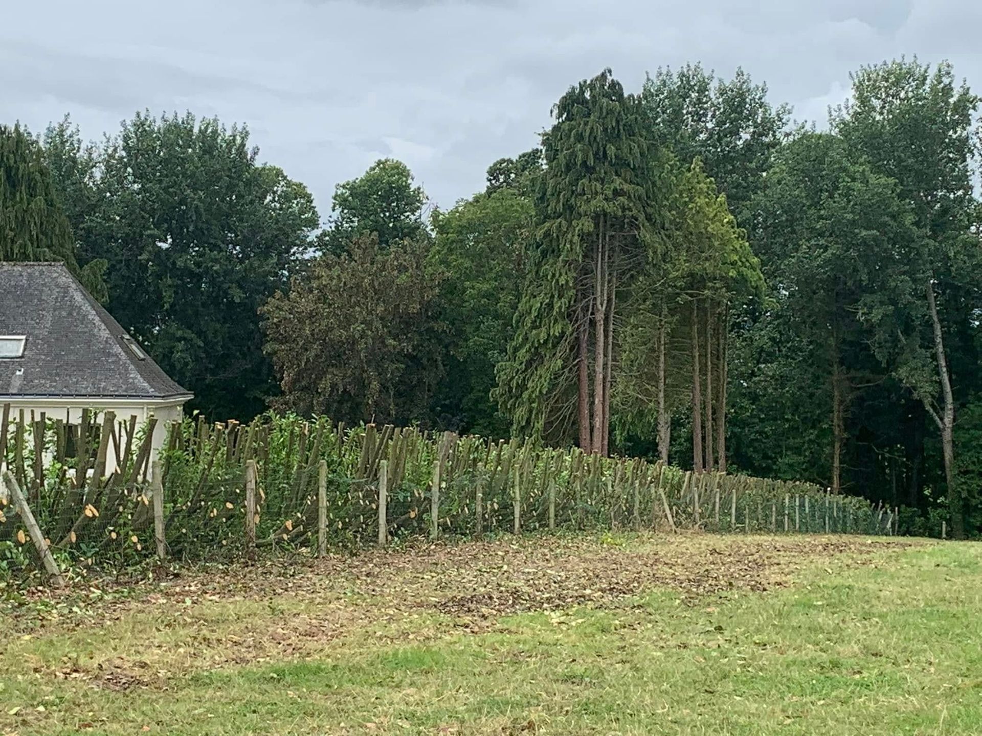 Taille d'une haie qui clôture une maison