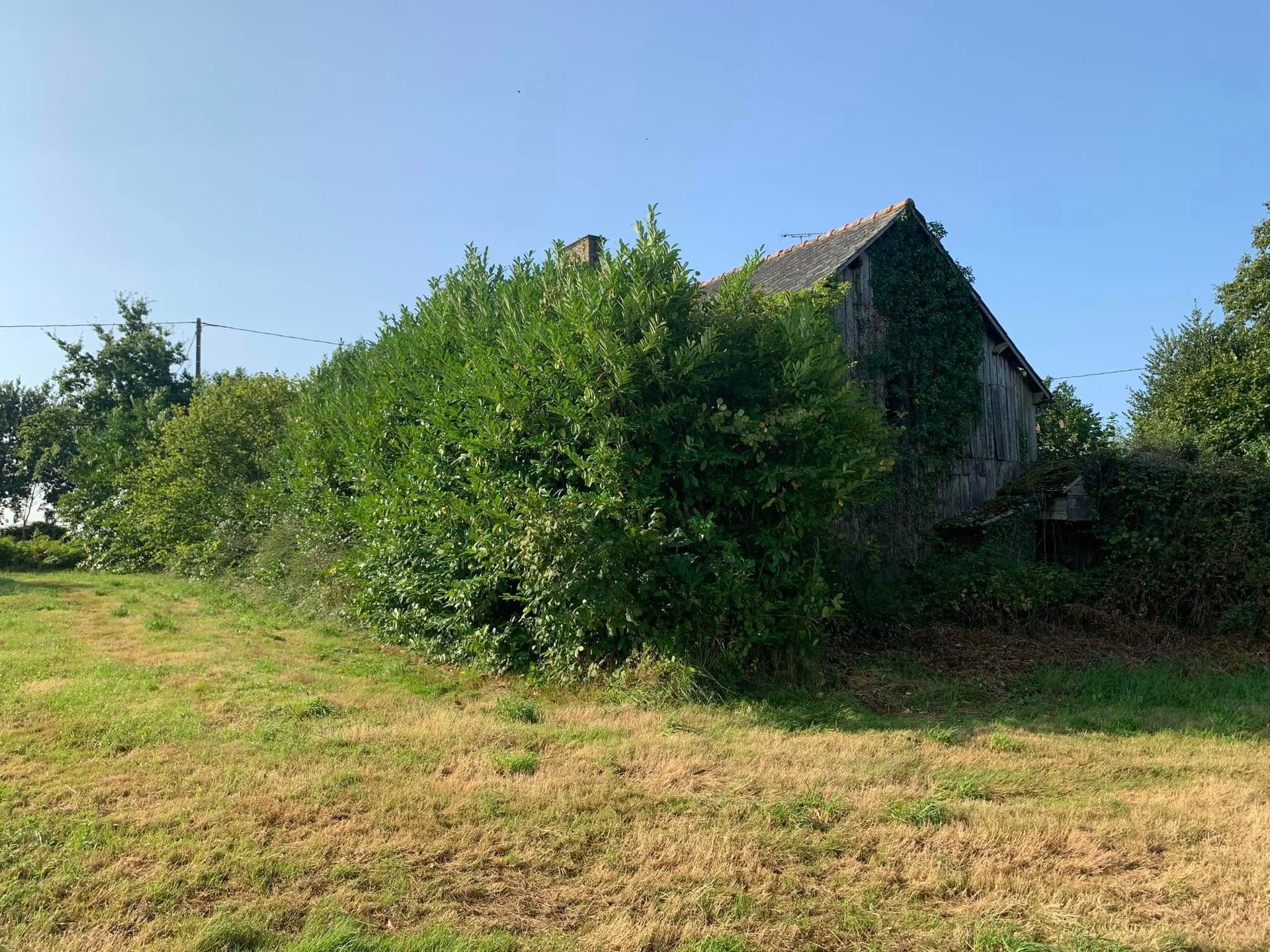 Grande haie en angle autour d'une maison