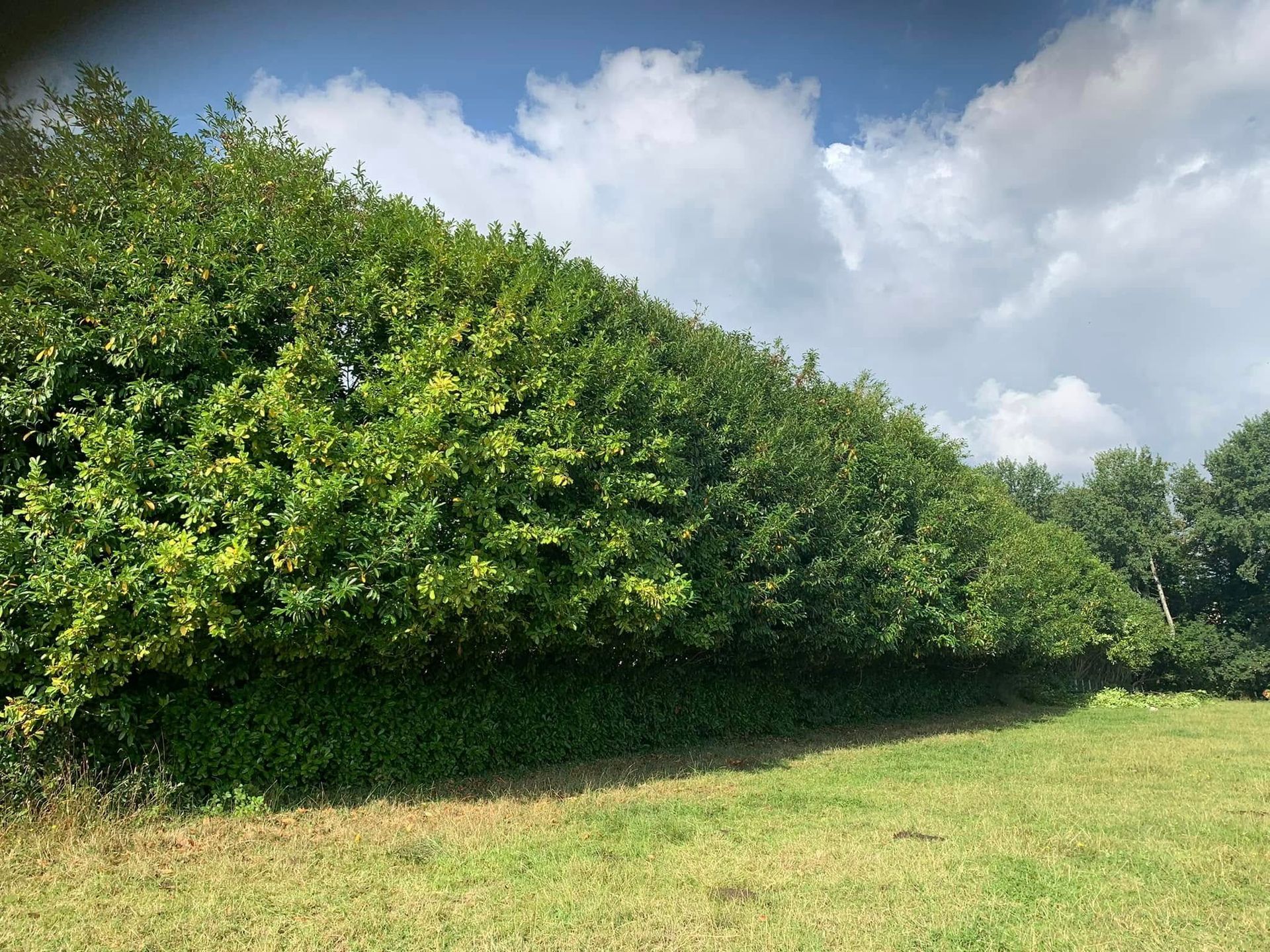 Grande haie avant la taille