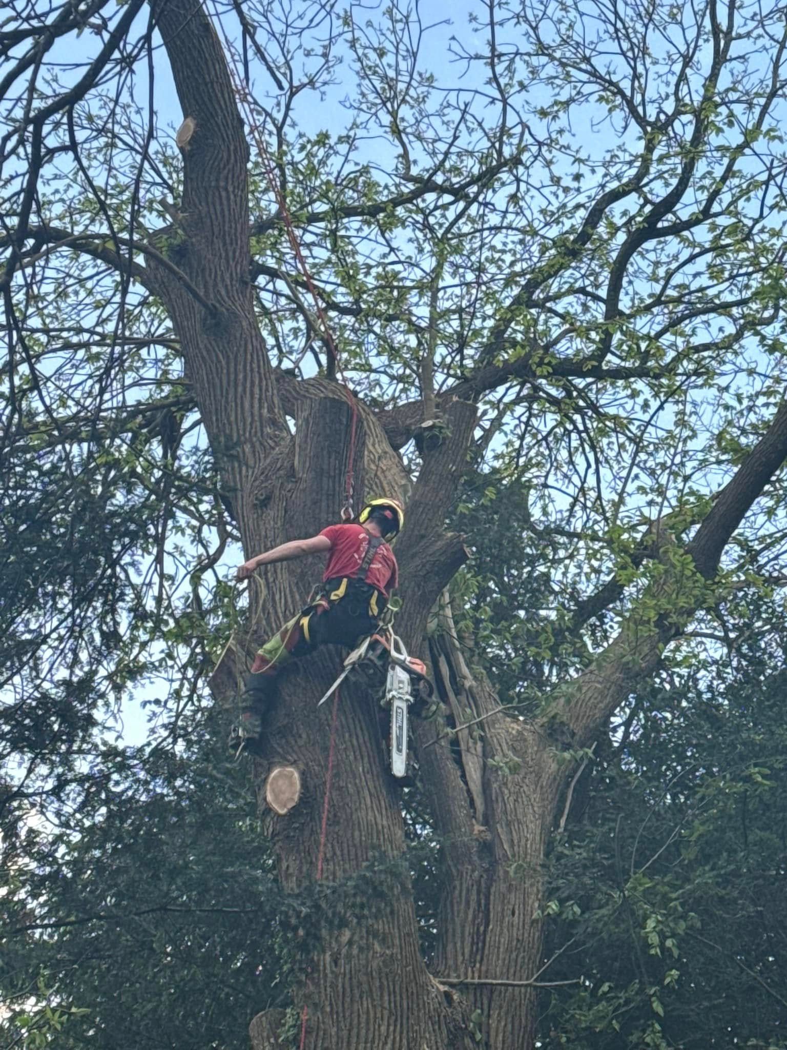 Travaux d'élagage sur un grand arbre