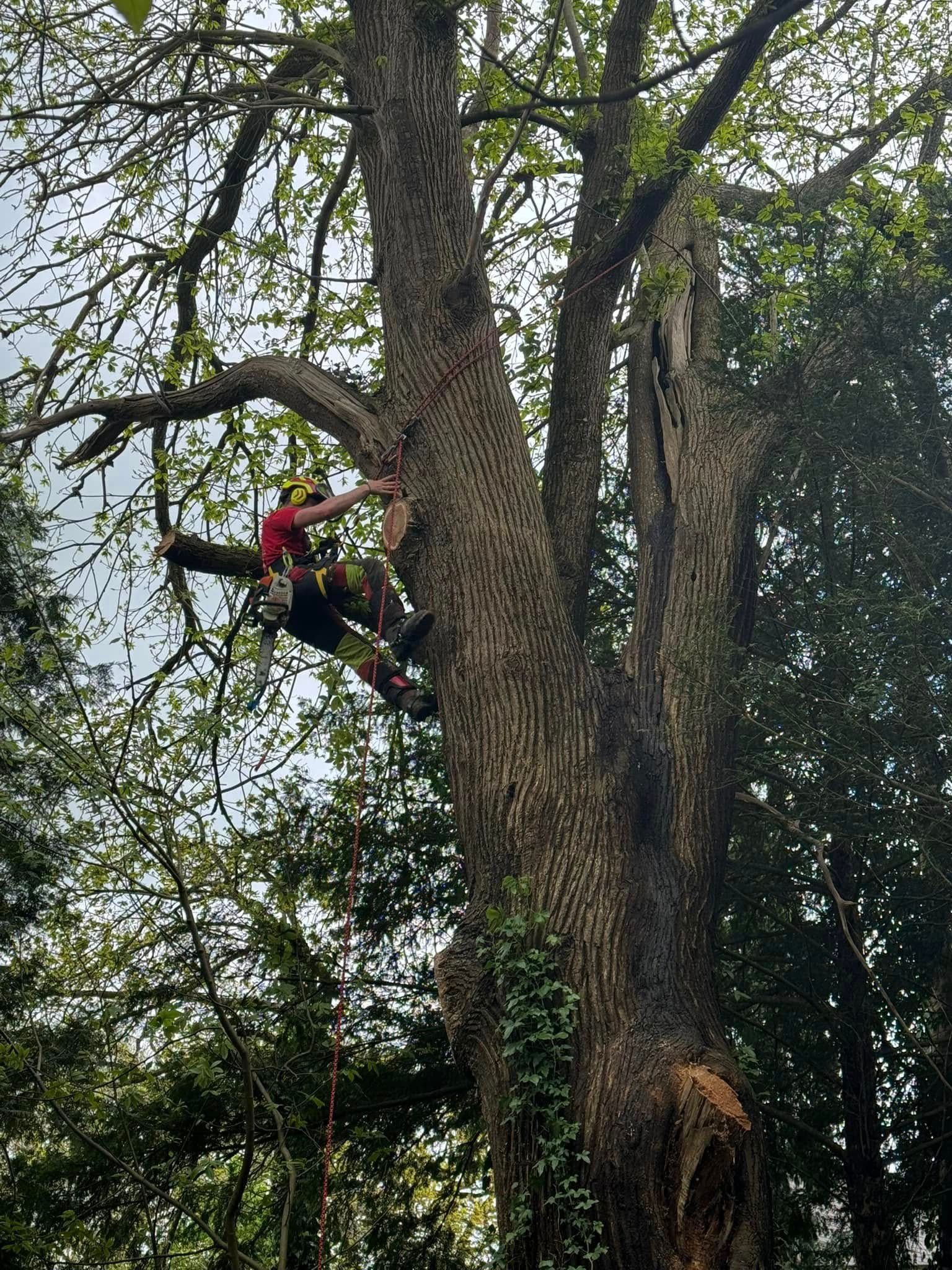 Protections et cordes pour élaguer un arbre