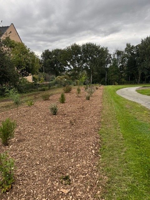 Plantation d'arbres le long d'un chemin