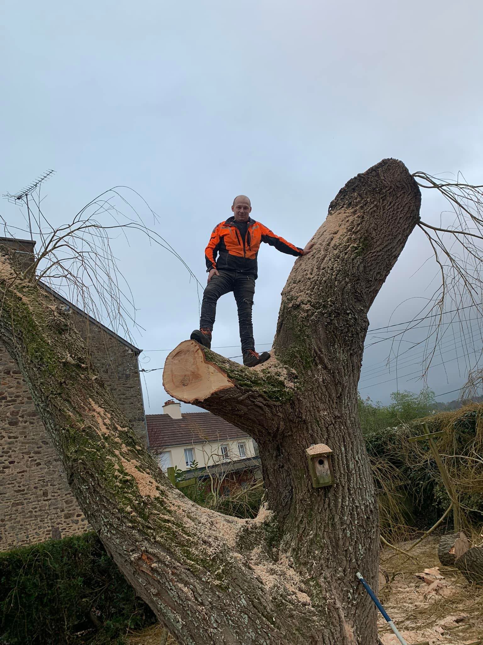 Artisan abattant un arbre