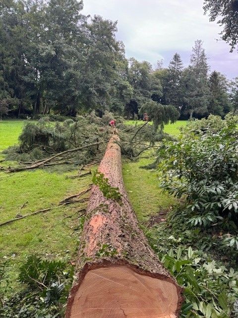 Grand sapin sur le sol