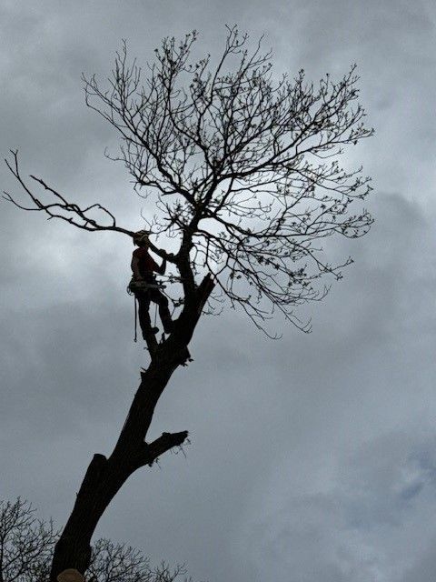 Arboriste-grimpeur dans un arbre