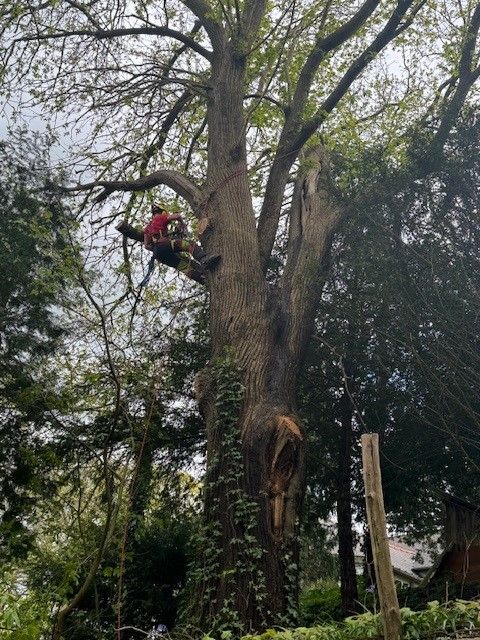 Élagueur-grimpeur dans un arbre