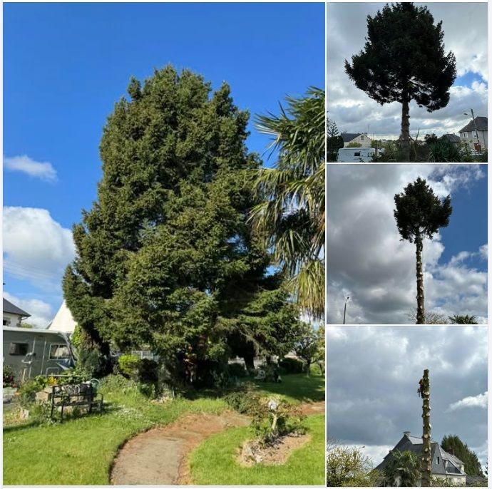 Abattage par démontage d'un sapin