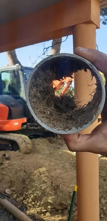 Présence de racines dans les tuyaux de canalisation